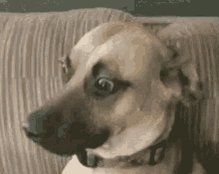 Confused Dog GIF