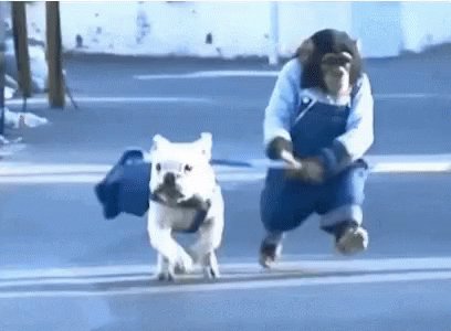 Dog Monkey GIF