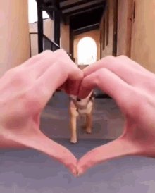 Shiba Heart GIF