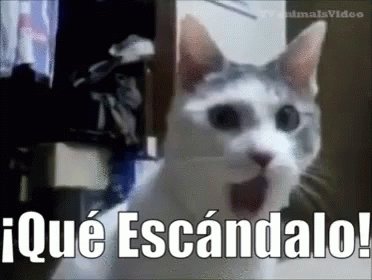 Gato Sorprendido GIF