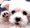 Good Bye Dog GIF