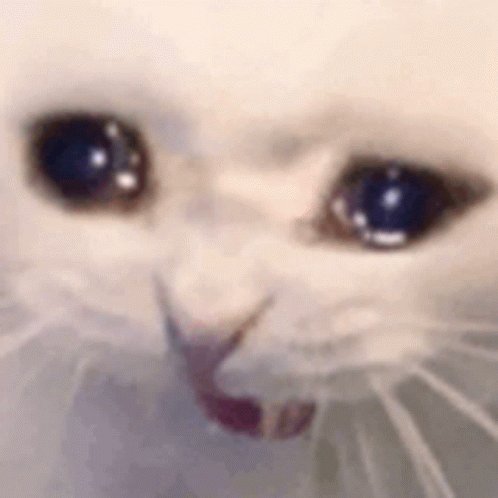 Meme Crying Cat GIF