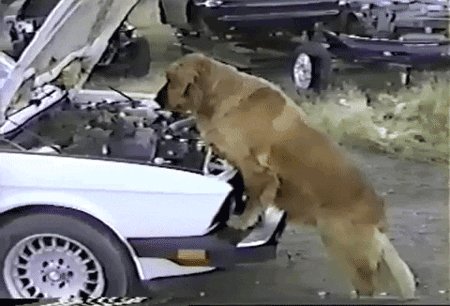 checking golden retriever G...