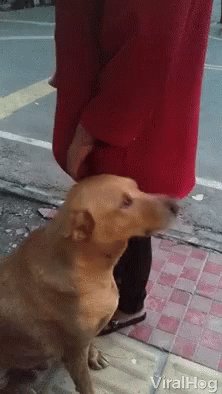 Good Dog Tap GIF