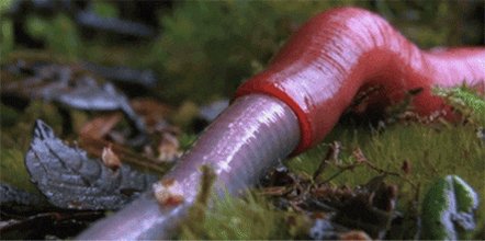 worm eating GIF