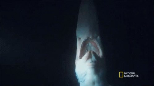 Goblin Shark National Geographic GIF