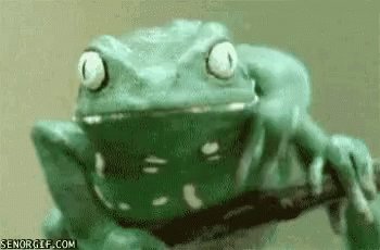 Frog GIF