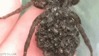 Spider Baby Spiders GIF