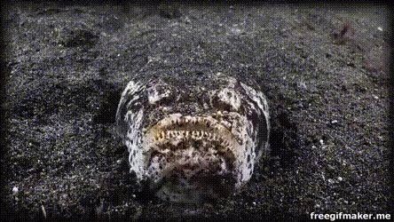 Stargazer Face GIF