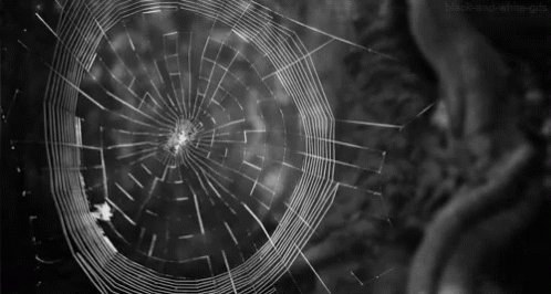 Spider Web GIF