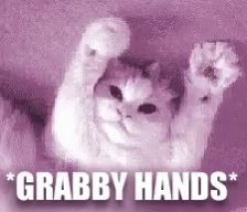 Grabby Hands Cat GIF