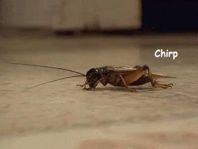 Crickets GIF