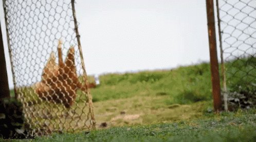 Birds With Arms Funny GIF