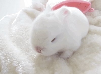 bunny GIF