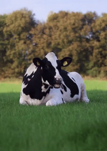 Cows GIF