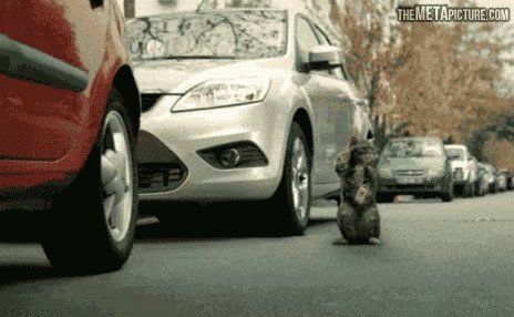 Gato Cat GIF