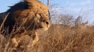 Big Cat Lion GIF