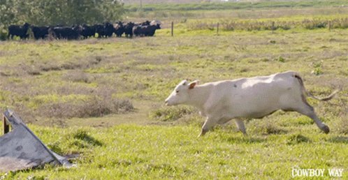 Cattle Roping The Cowboy Way Alabama GIF