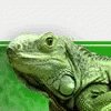 Lizard Iguana GIF