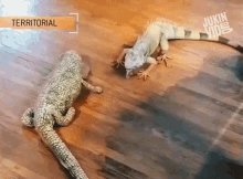 Iguana Attack Nibble GIF