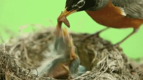 Mama Bird Feeding Baby Bird GIF