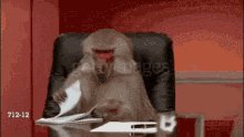 Baboon Meeting GIF