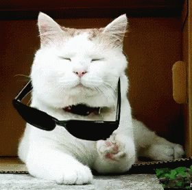 Deal With It Cat GIF