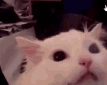 Thurston Waffles Meow GIF