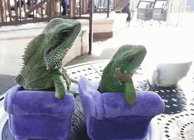 Lizard Whats Up GIF