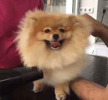 Pomeranian Blow-Dry GIF