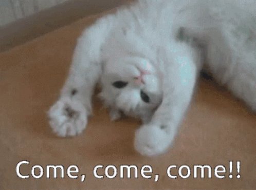 Cat Cute GIF