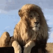 Tranca Lion GIF