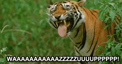 Wazup Tiger GIF