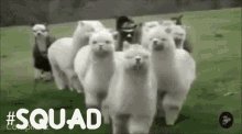 Alpaca Squad GIF