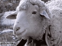 sheep GIF