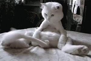 Cat Tail GIF