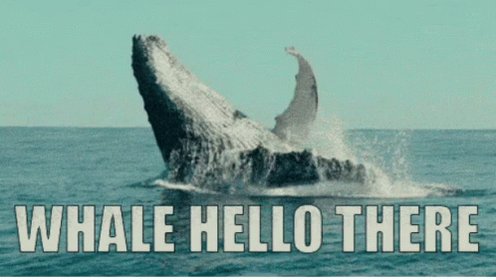 Whale Hello There GIF