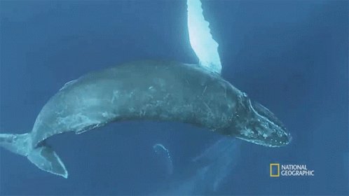 Spin Humpback Whale Migration GIF