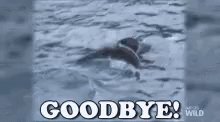 Bye Whale GIF