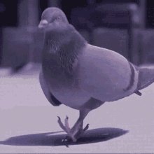 Pigeon Vibes GIF