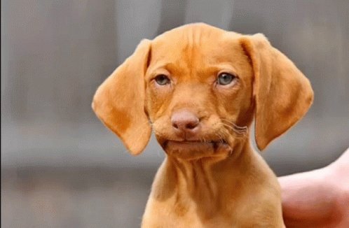 Renatosx Oh Really GIF