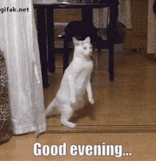 Dinner Cat GIF