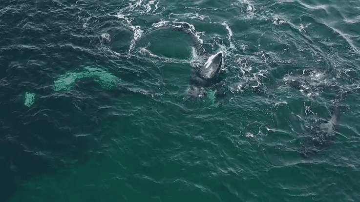 Still buzzing from our encounter with the 27s #Orca pod here in #Shetland earlier this week. The social interactions & hunting strategies were spectacular to film. @TheOrcaProject @whalesorg @SaversSea @kasmunro @Britnatureguide @kazcustard @SunnysidePri @JudithRalston @NLFerries https://t.co/74uslnhig4