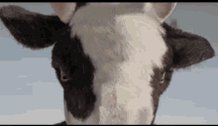 Cow Wrestling GIF