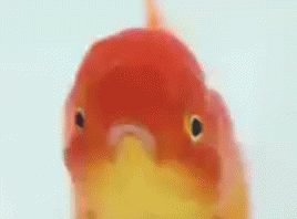 Fish GIF