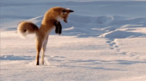 Fox Cute GIF