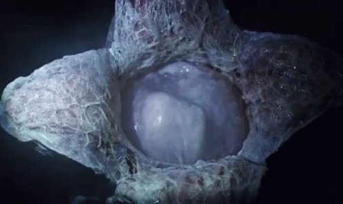 Alien Egg GIF