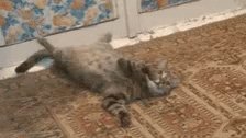 Cat Alert GIF