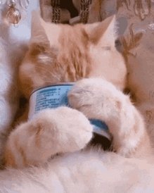 Cat Butt GIF