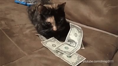 Kittens No GIF